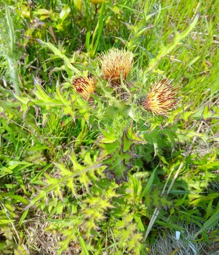 bristle thistle