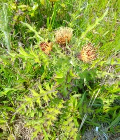 bristle thistle thumbnail 1