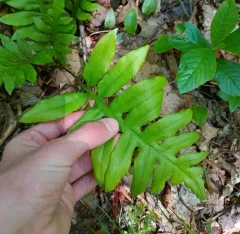 netted chain fern thumbnail 1