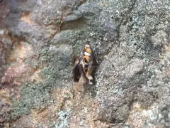 Shaler's Fabiola Moth thumbnail 3