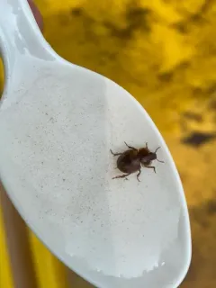 Checkered Water Beetle thumbnail 2