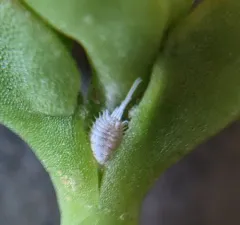 long-tailed mealybug thumbnail 3