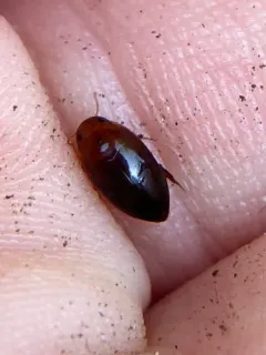 Hydrocanthus iricolor thumbnail 2