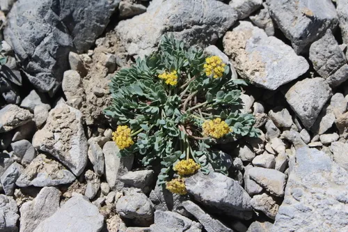 Douglass' Springparsley