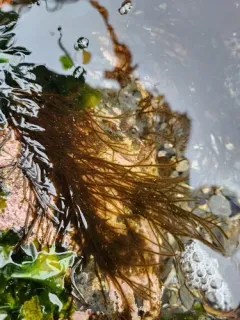 Haplogloia andersonii thumbnail 4