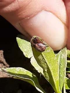 Carmine Orbweaver thumbnail 4