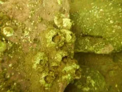 rough barnacle thumbnail 2