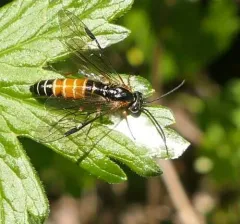 Strongylogaster impressata thumbnail 1