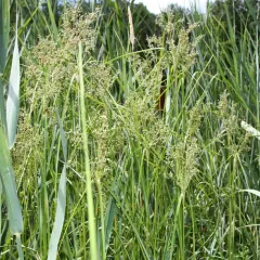 woolgrass thumbnail 2