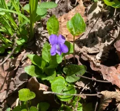 Northern Woodland Violet thumbnail 3