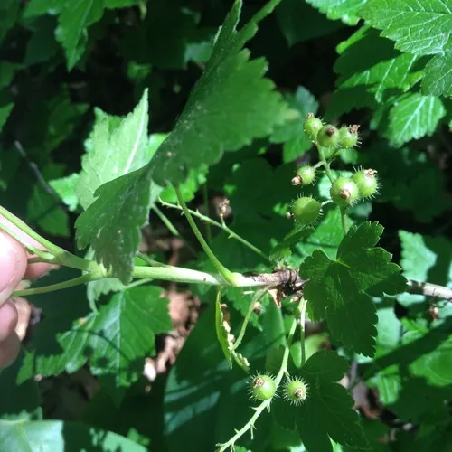 skunk currant