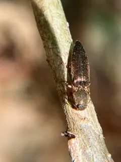 Sericus viridanus thumbnail 3