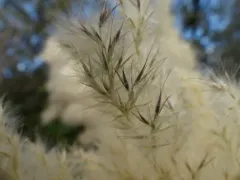 ravenna grass thumbnail 4
