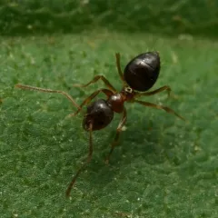 Yellow-footed Ant thumbnail 2