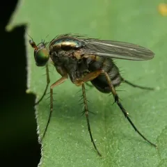 Dolichopus reflectus thumbnail 3