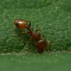 Bent-spined Acorn Ant thumbnail 2