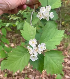 Fanleaf Hawthorn thumbnail 3