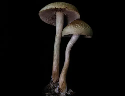 Agrocybe sororia