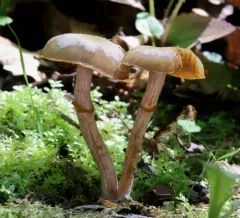 Sheathed Woodtuft thumbnail 3