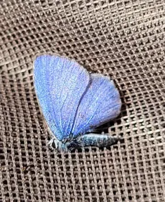 Cherry Gall Azure thumbnail 1