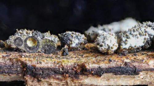Neobarya parasitica