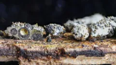 Neobarya parasitica thumbnail 1