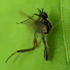 Bibio articulatus thumbnail 3