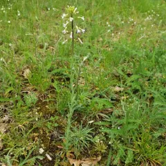 Graham's Rockcress thumbnail 4
