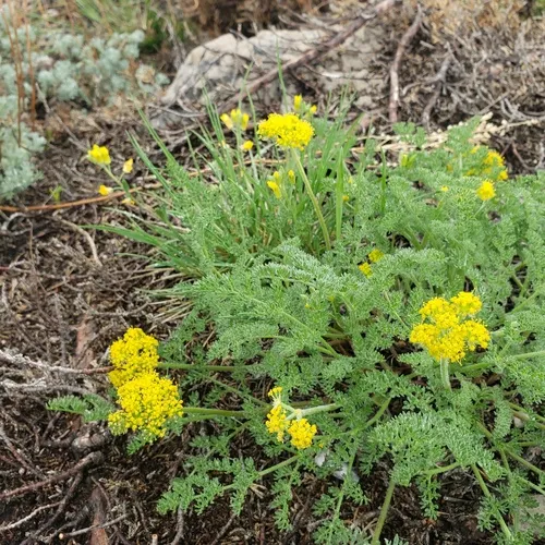 Carrotleaf Desert-parsley