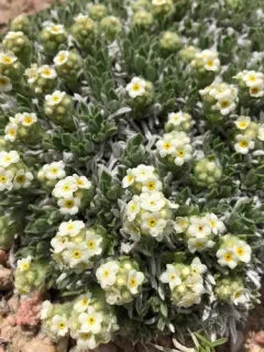 Tufted Cryptantha thumbnail 2
