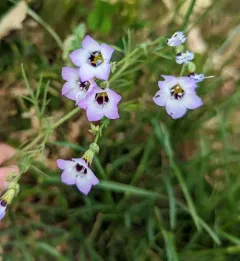 bird's-eye gilia thumbnail 2