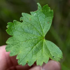 Rose Checkermallow thumbnail 2