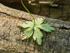 Puccinia polygoni-amphibii thumbnail 3