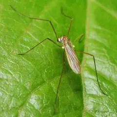 Erioptera vespertina thumbnail 2