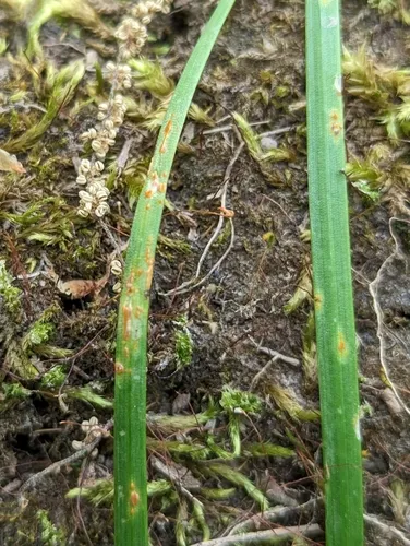 Allium Rust