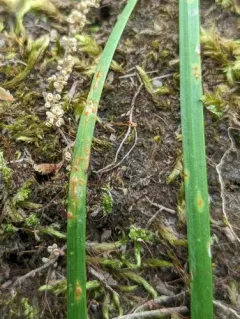 Allium Rust thumbnail 1