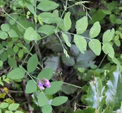 Sierra Nevada Peavine thumbnail 2