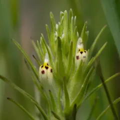 valley tassels thumbnail 4