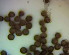 Diderma globosum thumbnail 2