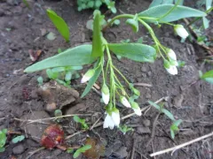 Serpentine Springbeauty thumbnail 3