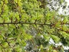 Deodar cedar thumbnail 3
