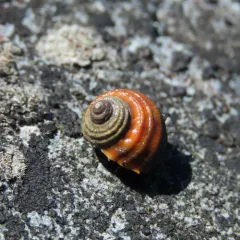 Sitka Periwinkle thumbnail 2