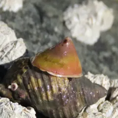 Whitecap Limpet thumbnail 3