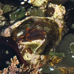 Giant Acorn Barnacle thumbnail 3