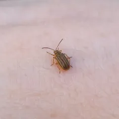 Crowded Leaf Beetle thumbnail 3