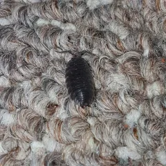 Common Rough Woodlouse thumbnail 4