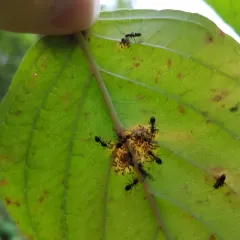 Odorous House Ant thumbnail 3