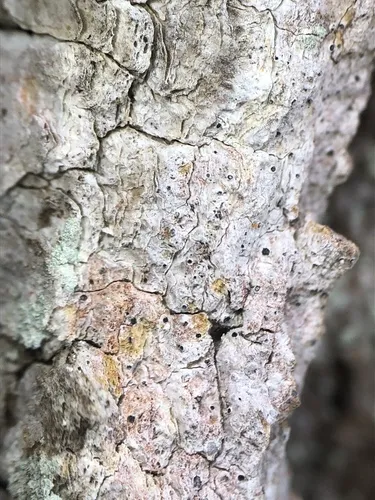 Inoderma byssaceum