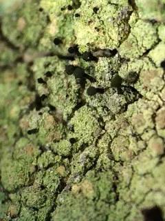 Sandwort Microcalicium Lichen thumbnail 4