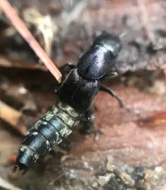 Platydracus violaceus thumbnail 3
